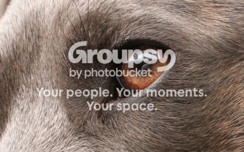 dog-crop.jpg
