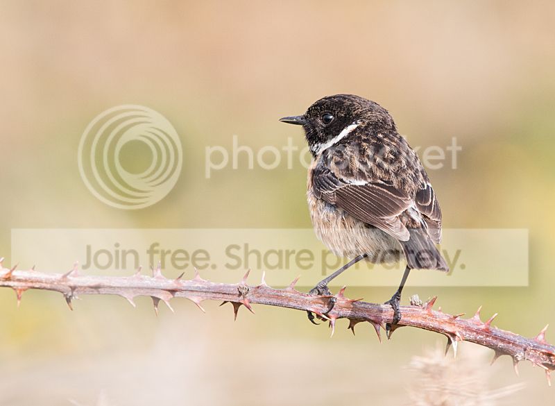 _MG_1105_stonechat1.jpg