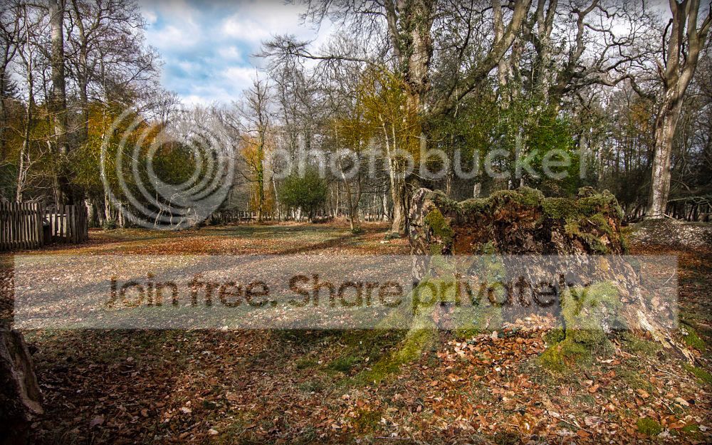 TPWoods_zps6cc4ee76.jpg