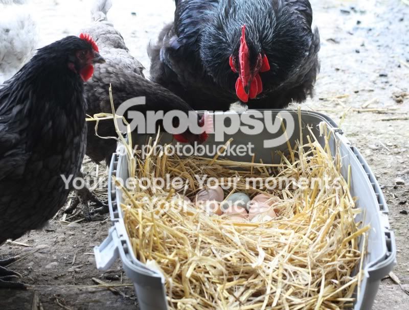 Eggs043.jpg