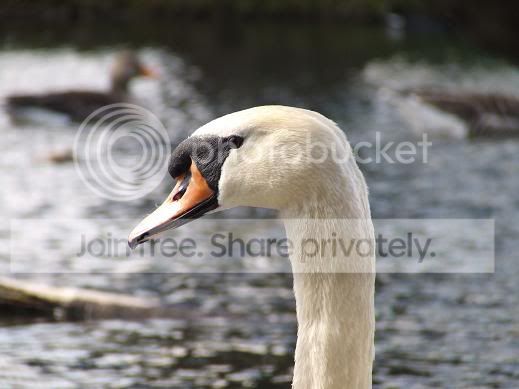 swanhead.jpg