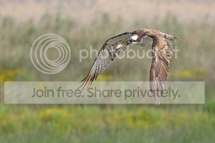 7D2_7123%20b%20900.jpg~original