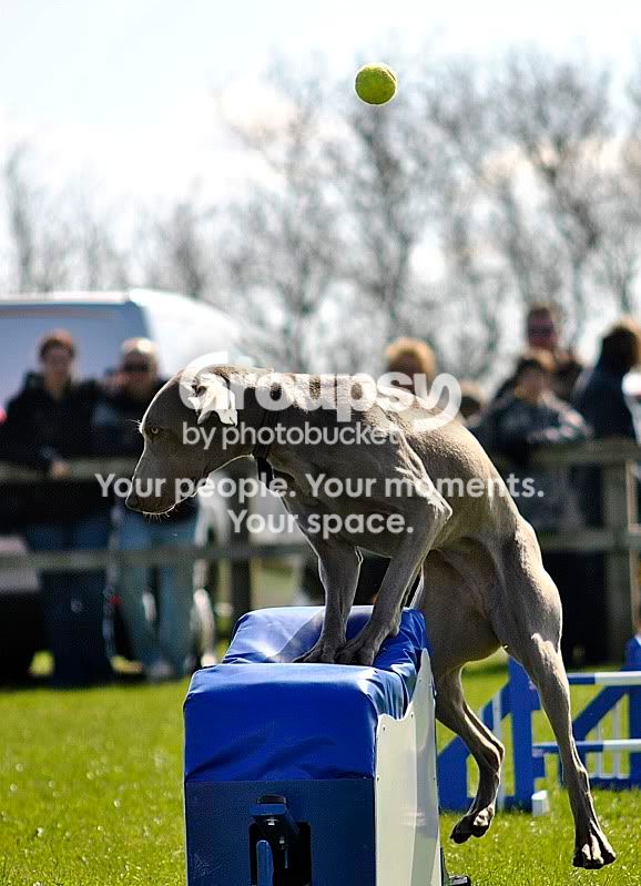 viflyball.jpg