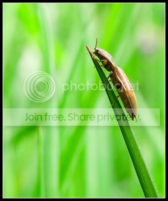 ClickBeetle01FF.jpg
