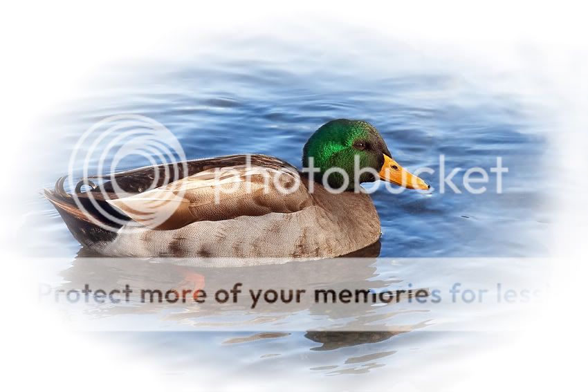 Duck-1.jpg