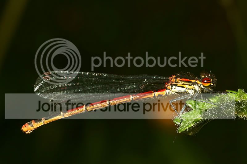 largereddamselfly4-1.jpg