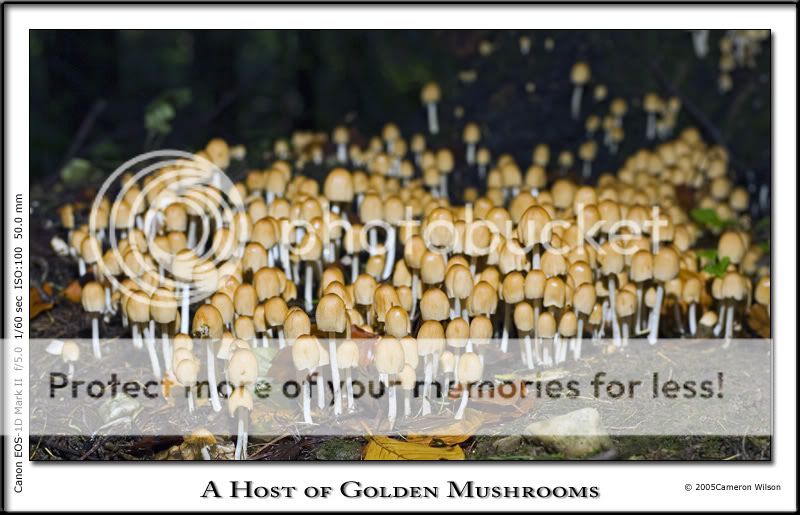 A-host-of-mushrooms.jpg