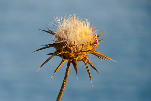 4720873875_1048ce6308.jpg