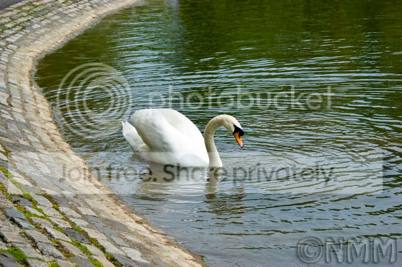 swan.jpg