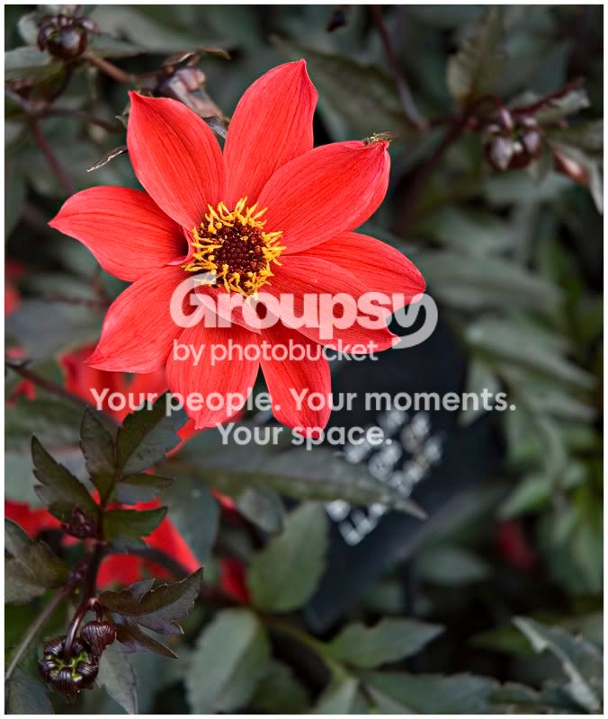 Redflower03FF.jpg
