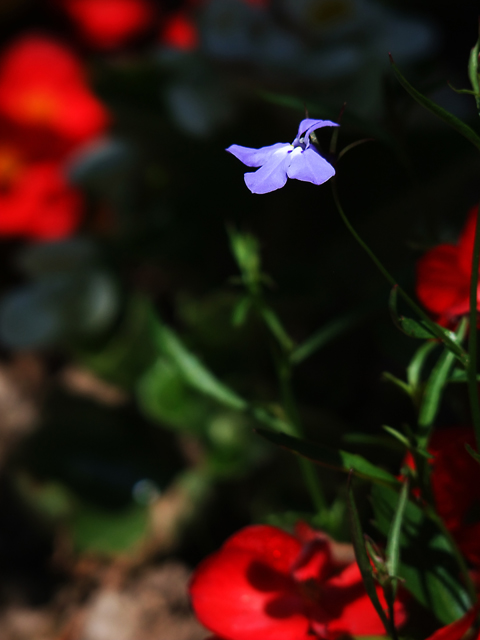 4754703696_2a6df971b5_z.jpg
