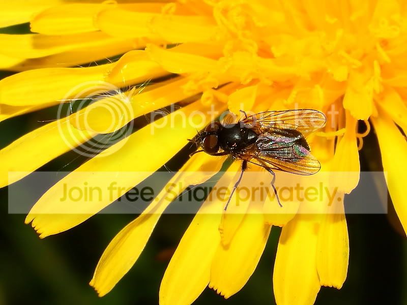 IMG_3810small-sharpened.jpg