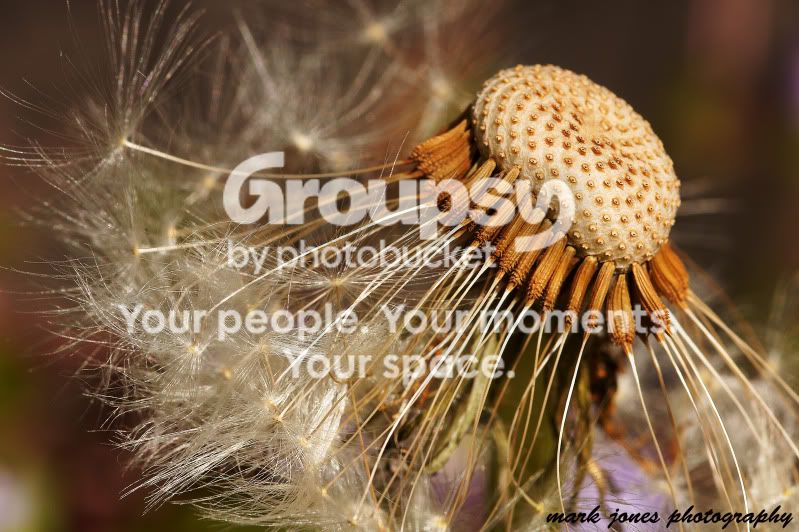 dandelionseedhead.jpg