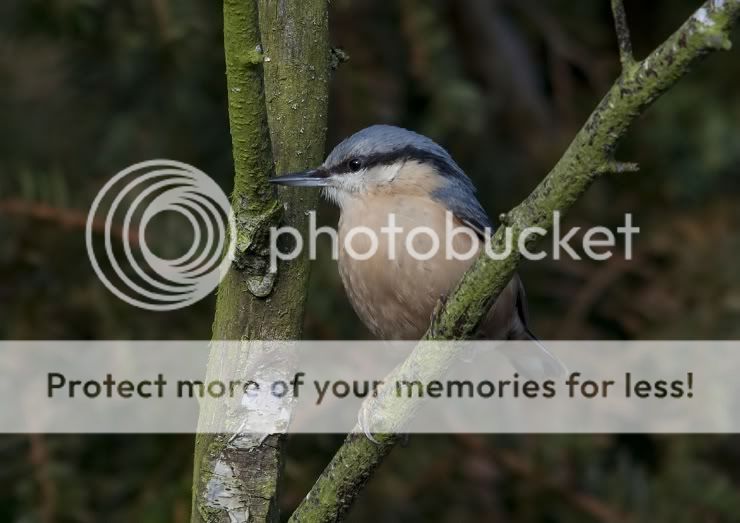 nuthatch150-5002_filtered.jpg
