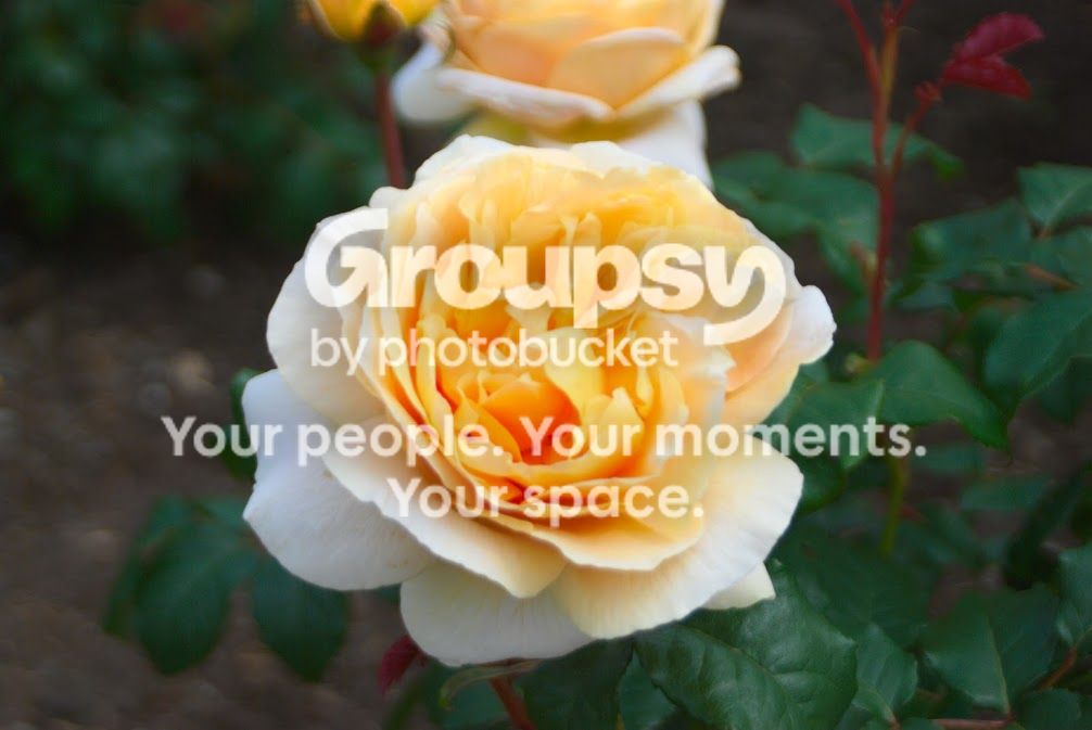 flower_zpshyannjes.jpg