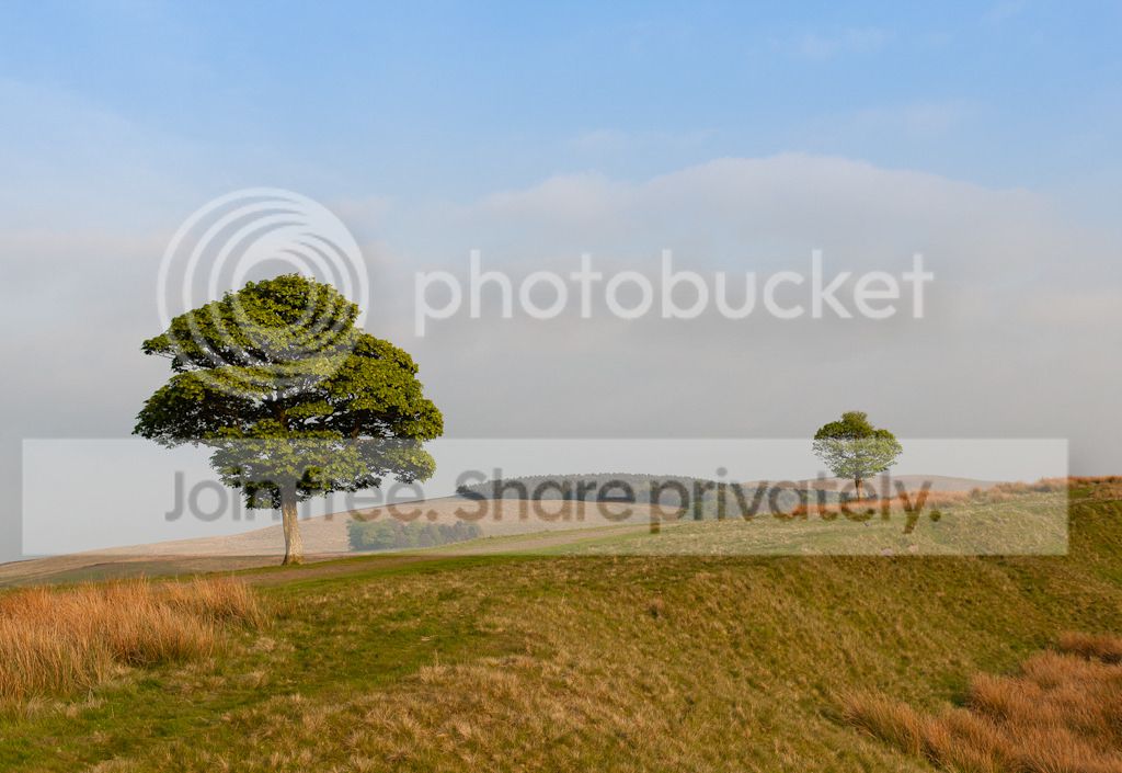 2_trees_lyme_park.jpg