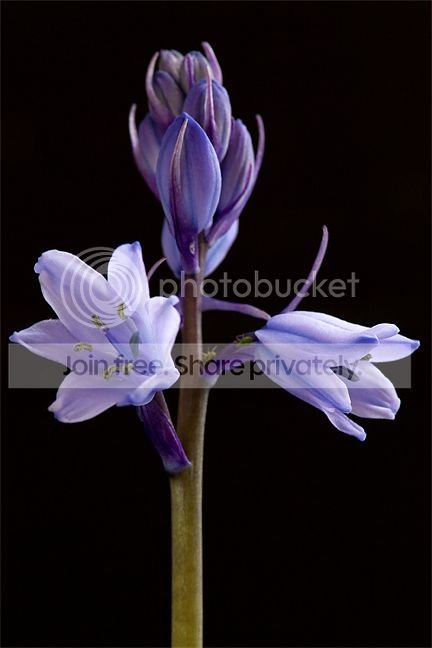 Bluebell.jpg