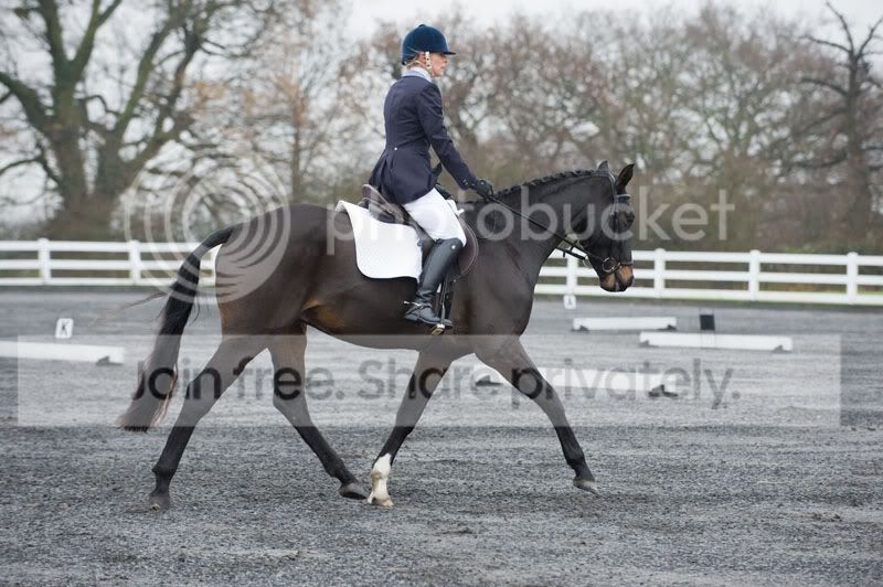 Zeus_dressage-1.jpg