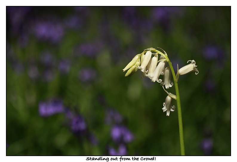 Img_7979b.jpg