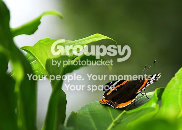 Buttefly.jpg