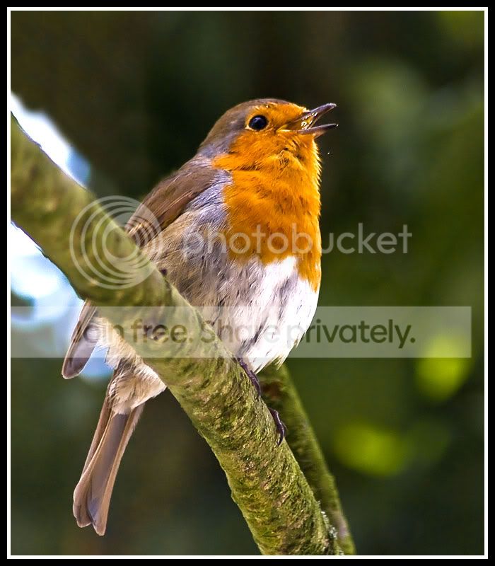 katy-robin-1.jpg