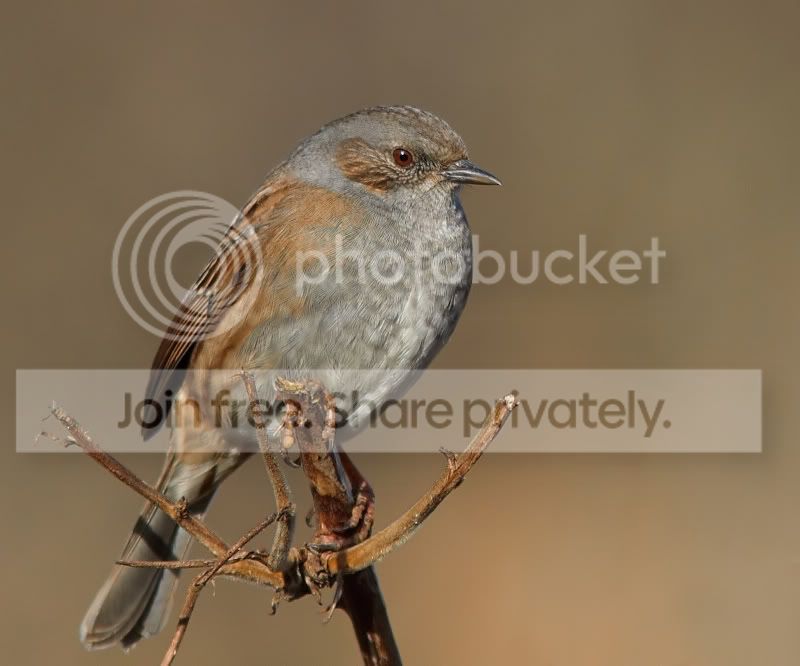 Dunnock-IMG_1740.jpg