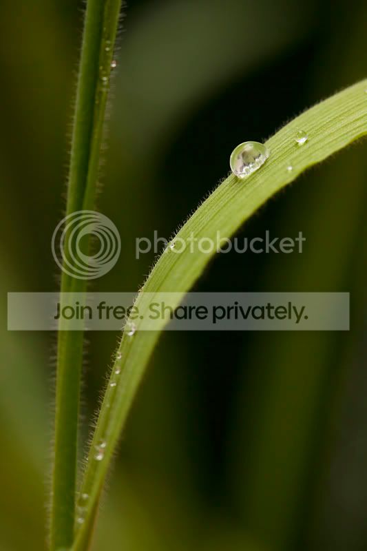 Green.jpg