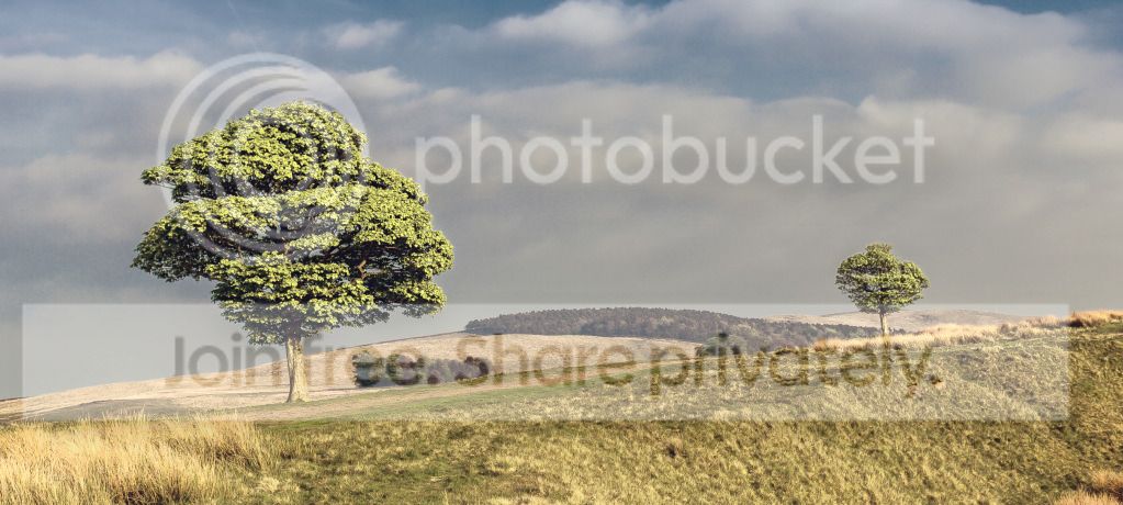 2_trees_lyme_park.jpg