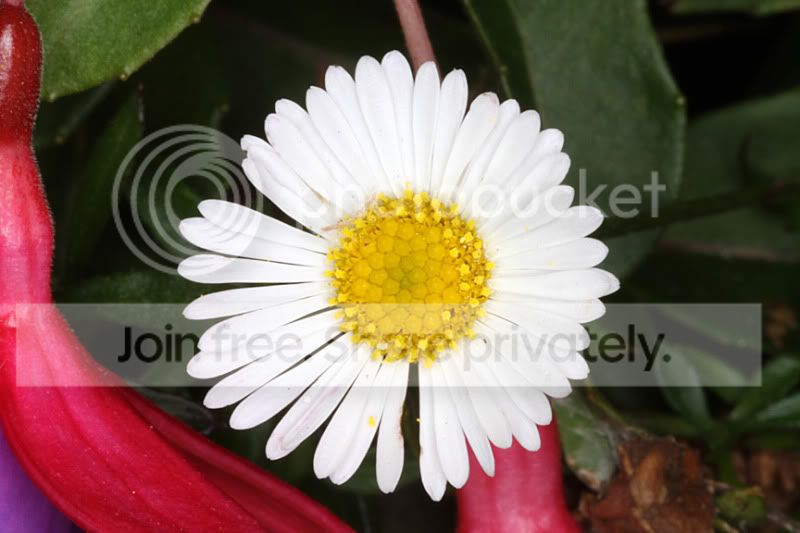 daisy.jpg