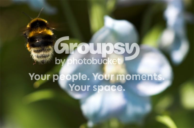 Bees-16th-June037-1.jpg