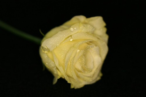 4454207080_d96ceed88e.jpg