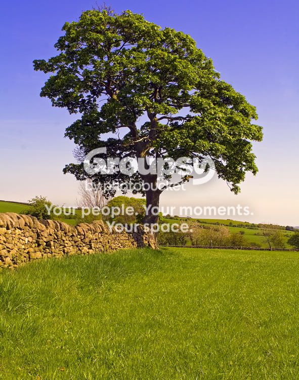 tree-1.jpg