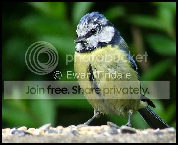 bluetit2.jpg