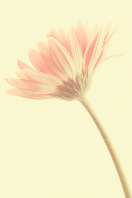 4468913561_de0d090fec_o.jpg