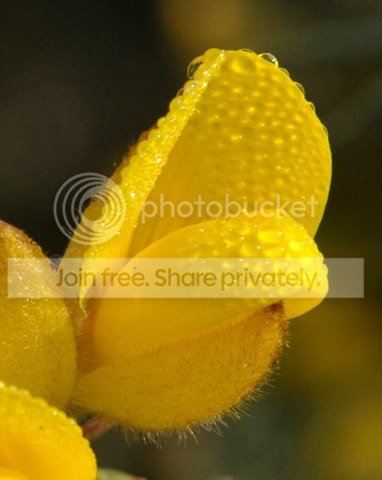 flower3a.jpg