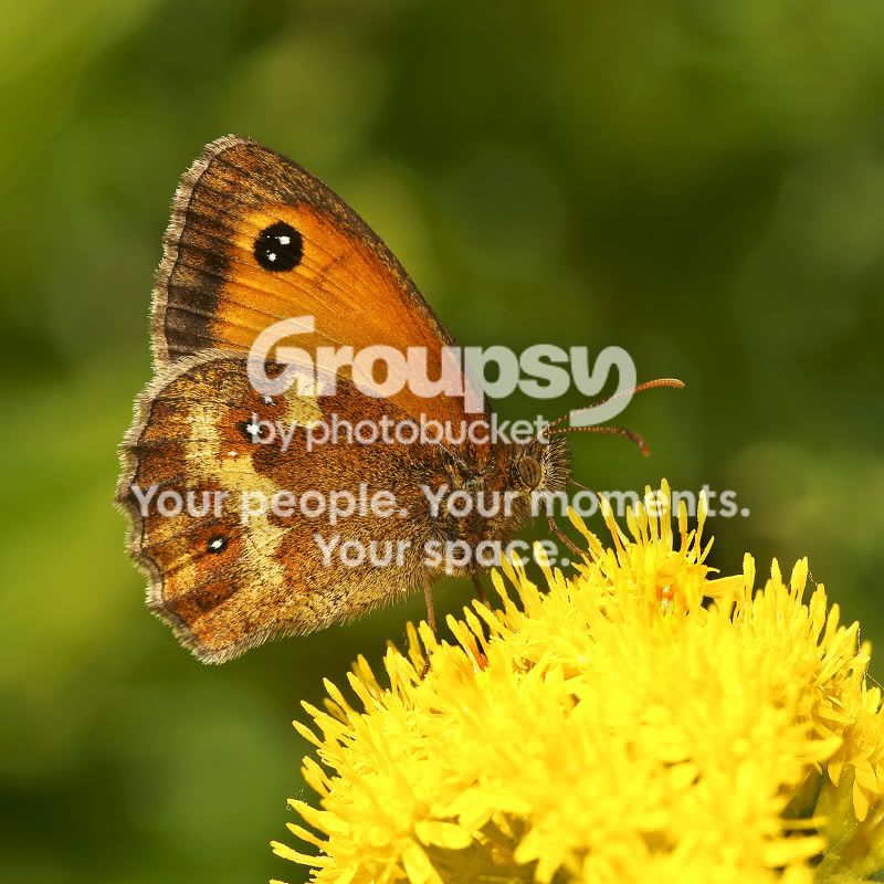 meadowbrownbutterfly.jpg
