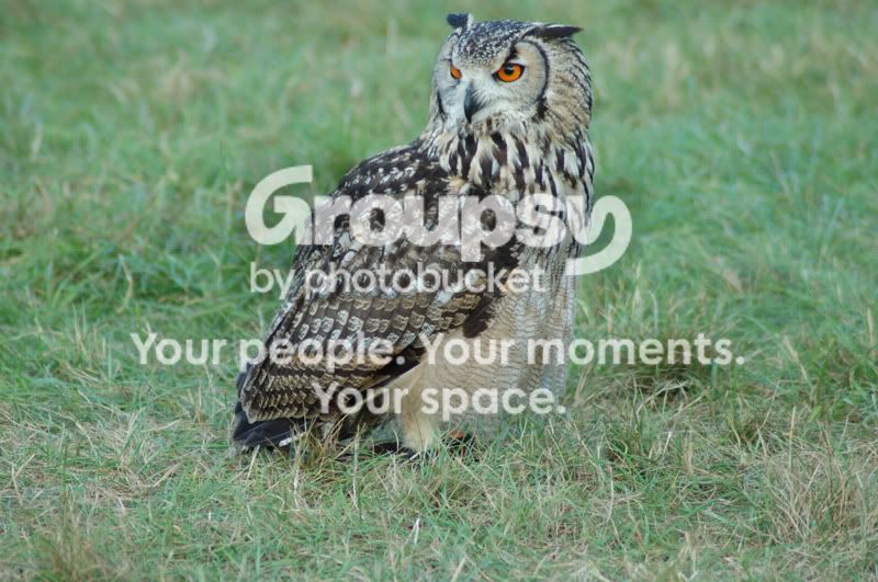 Owl_Pre_NX.jpg