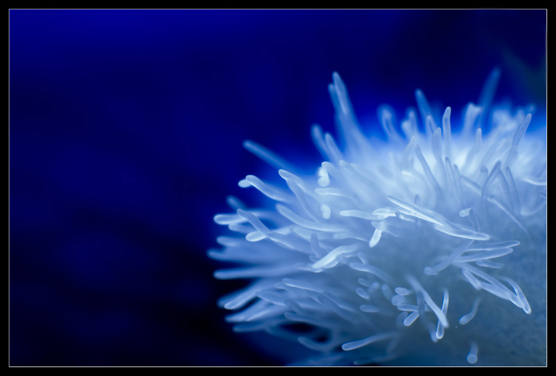 Blu_by_HairyToes.jpg