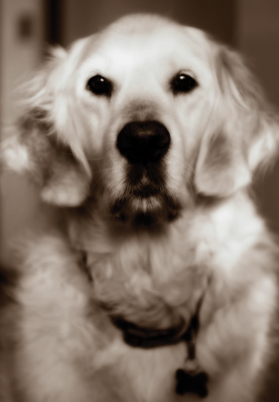 4406496718_ba1af68aef_o.jpg