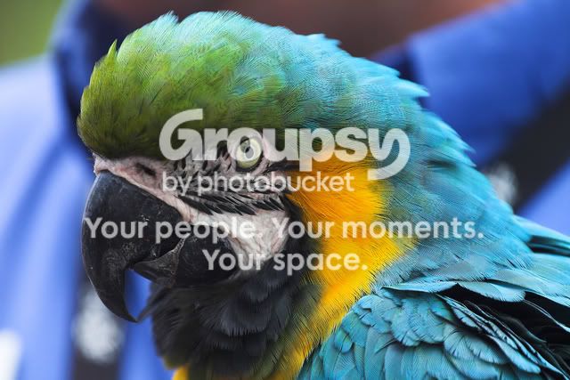 parrotblue.jpg