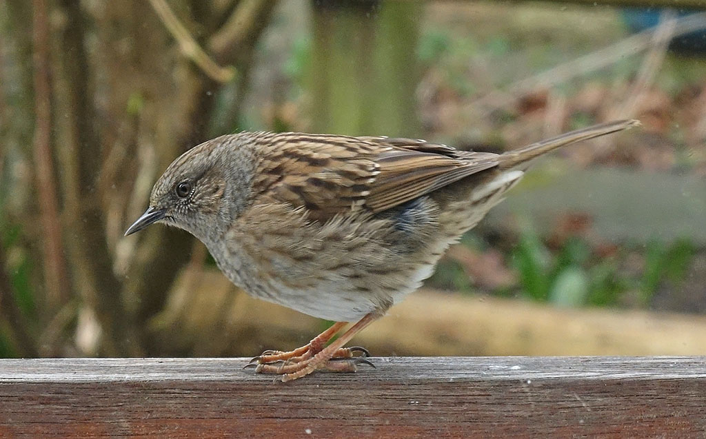 dunnock1.jpg