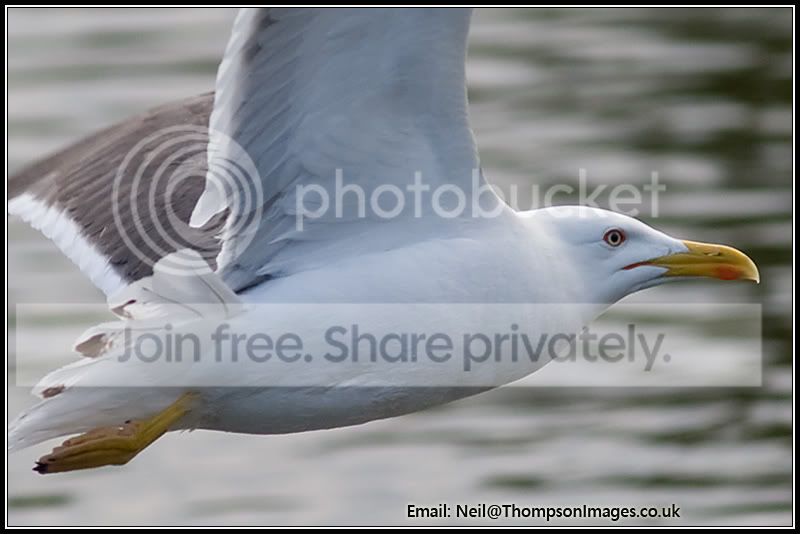 8J4Y2482-100usm_6813px_th1px.jpg