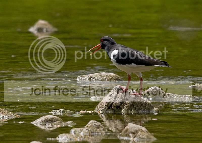 OysterCatcher2.jpg