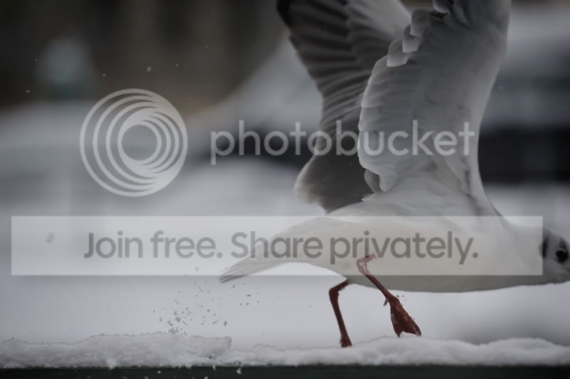 Fleeing_Gull_01_1000.jpg