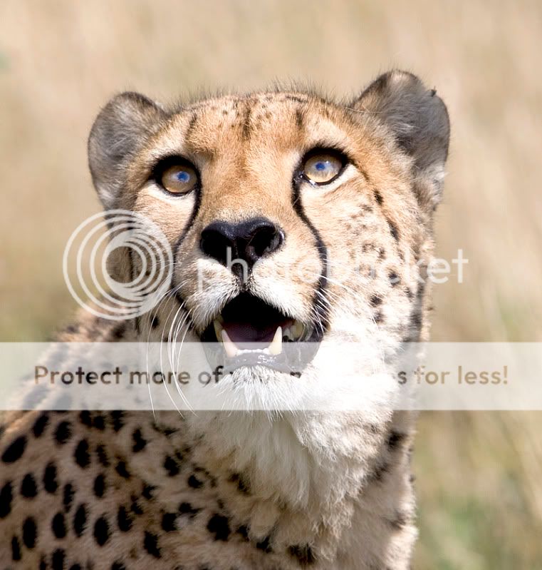 Cheetah1800.jpg