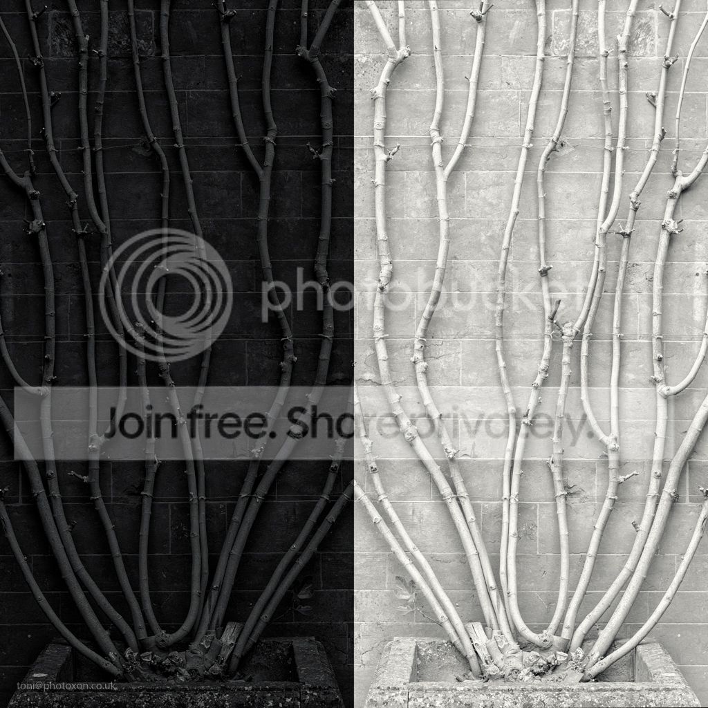 Black%20and%20white%20vine-_zpswzbeyv7q.jpg