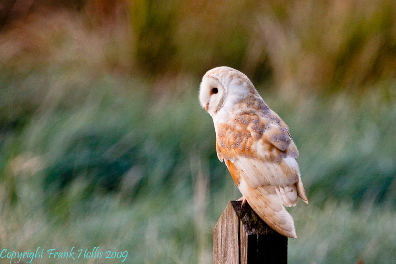 Barn%20Owl%2020090909%20001.jpg