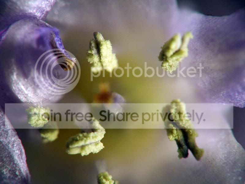 extreme_macro.jpg