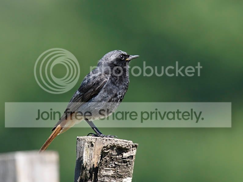 blackredstart1.jpg