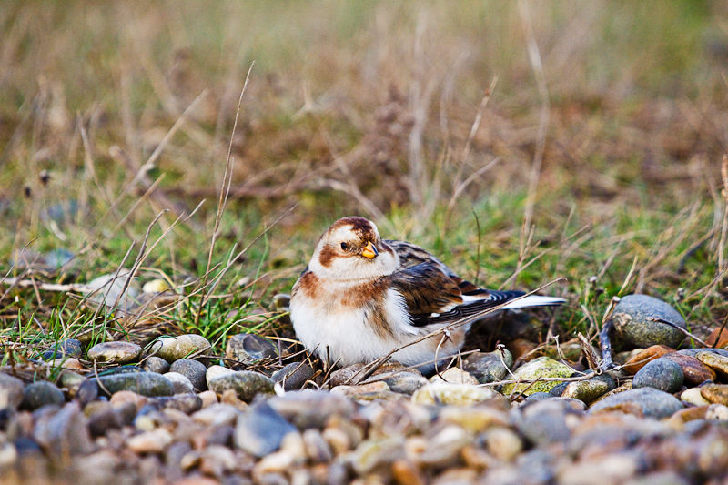 SnowBunting.jpg